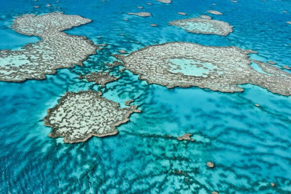 Wonders Below: Exploring the Marine Life of Australia’s Coasts