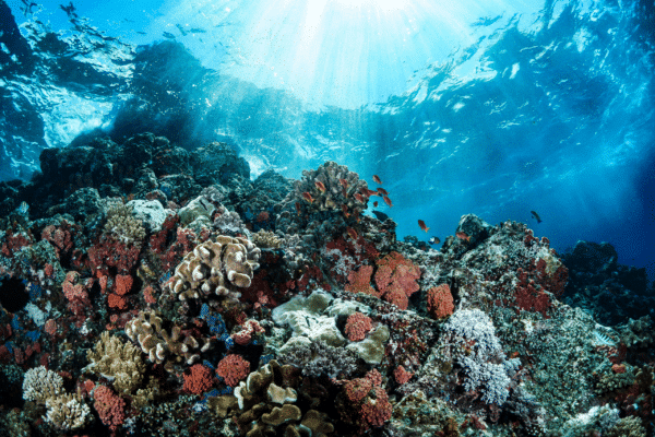 Beyond the Reef: Diving into the Great Barrier’s Marine Beauty