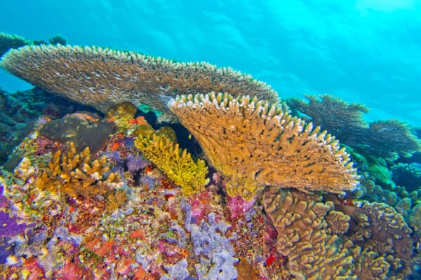 Beyond the Reef: Exploring the Great Barrier’s Marine Wonders