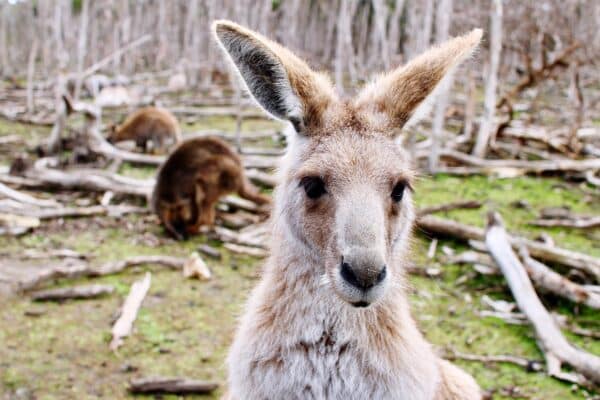 Into the Wild: A Wildlife Photographer’s Tour of Kangaroo Island