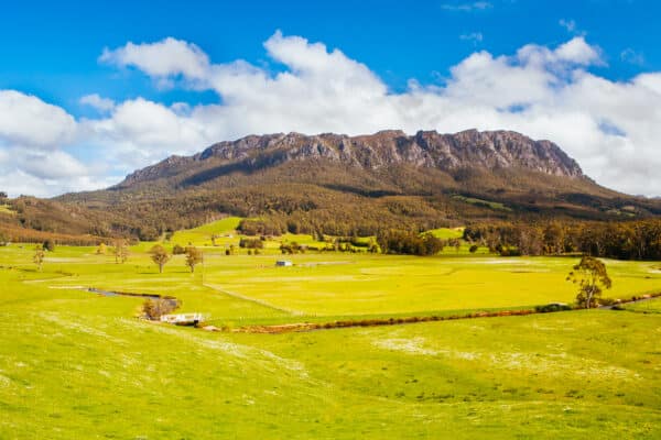 Adventures in the Bush: Wildlife Encounters in Tasmania’s Wilderness