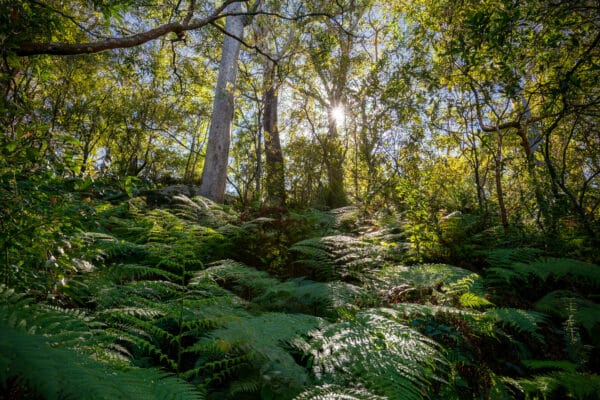 Tasmania’s South-West Wilderness: Off-Roading in Pristine Beauty