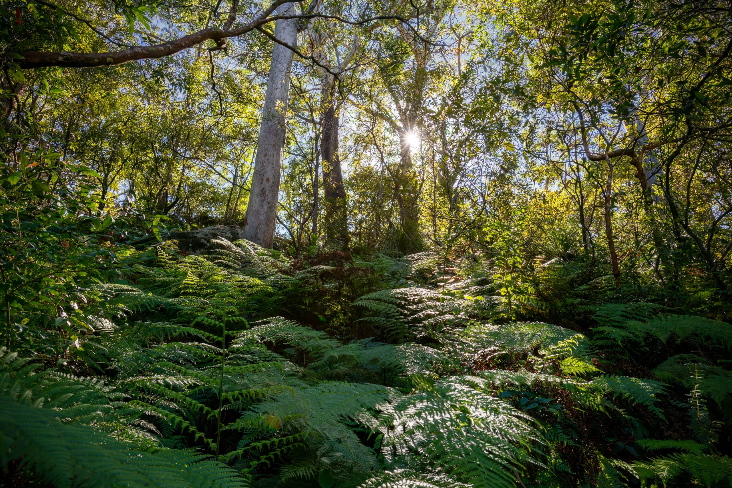 Tasmania’s South-West Wilderness: Off-Roading in Pristine Beauty