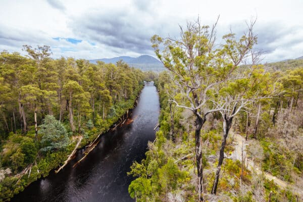 Into the Wild: Wildlife Encounters in Tasmania’s National Parks