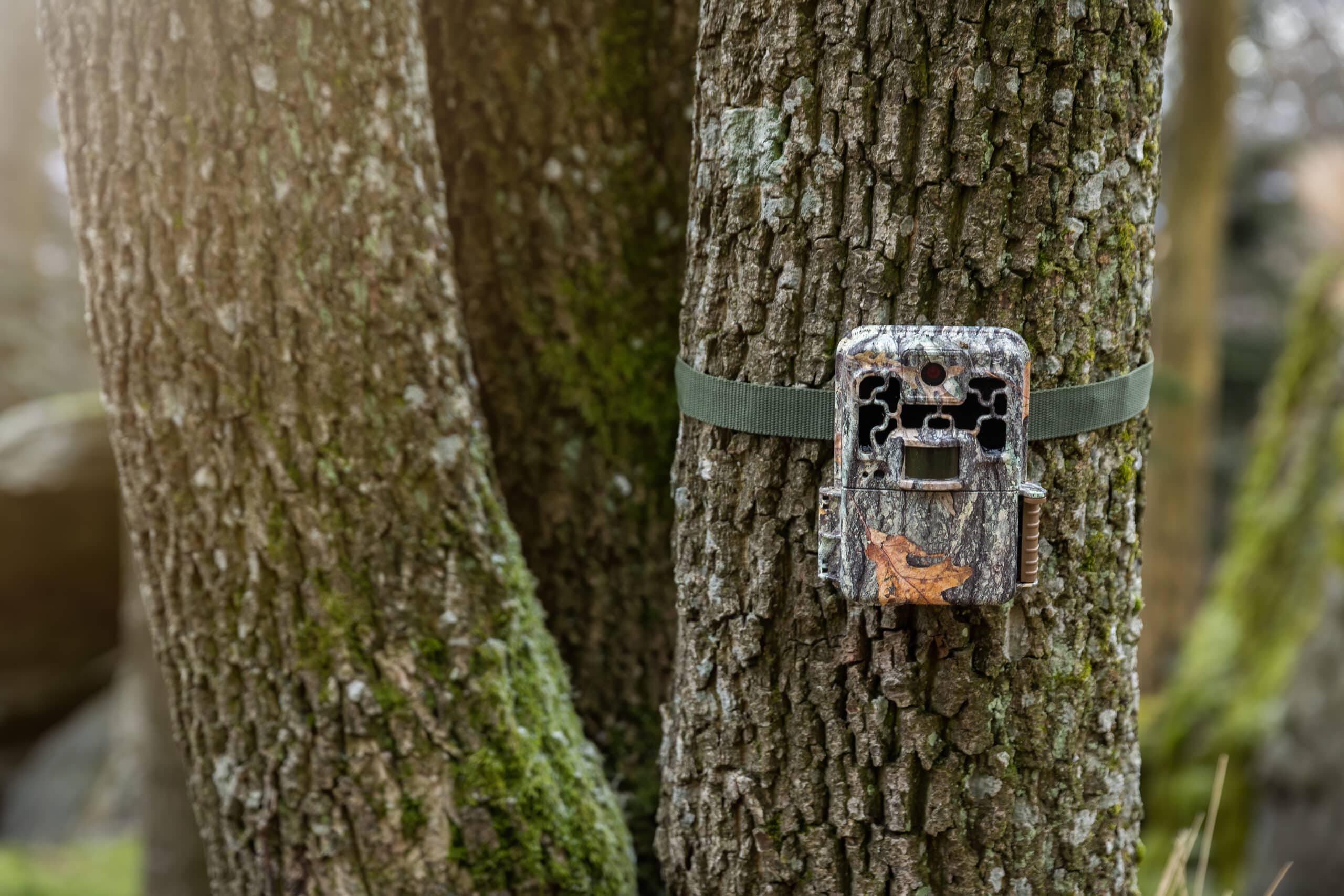Best Off-Road Trail Cameras: A Detailed Review
