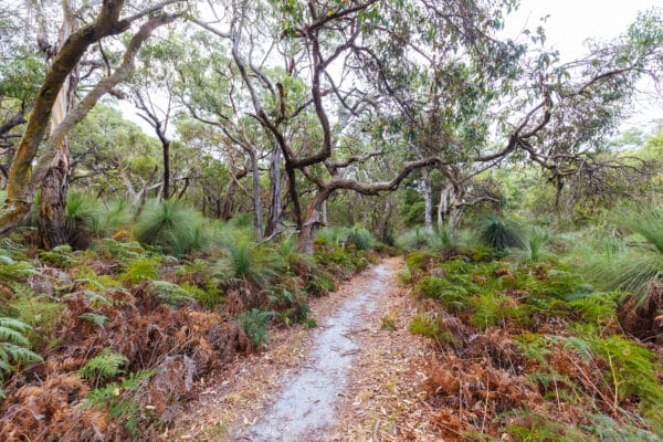 Adventures in the Alpine Country: Victoria’s Off-Roading Hotspots