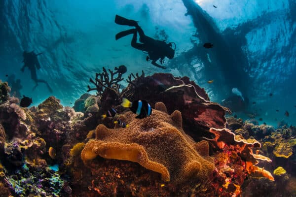 Dive Down Under: Local Insights into Australia’s Diving Paradises