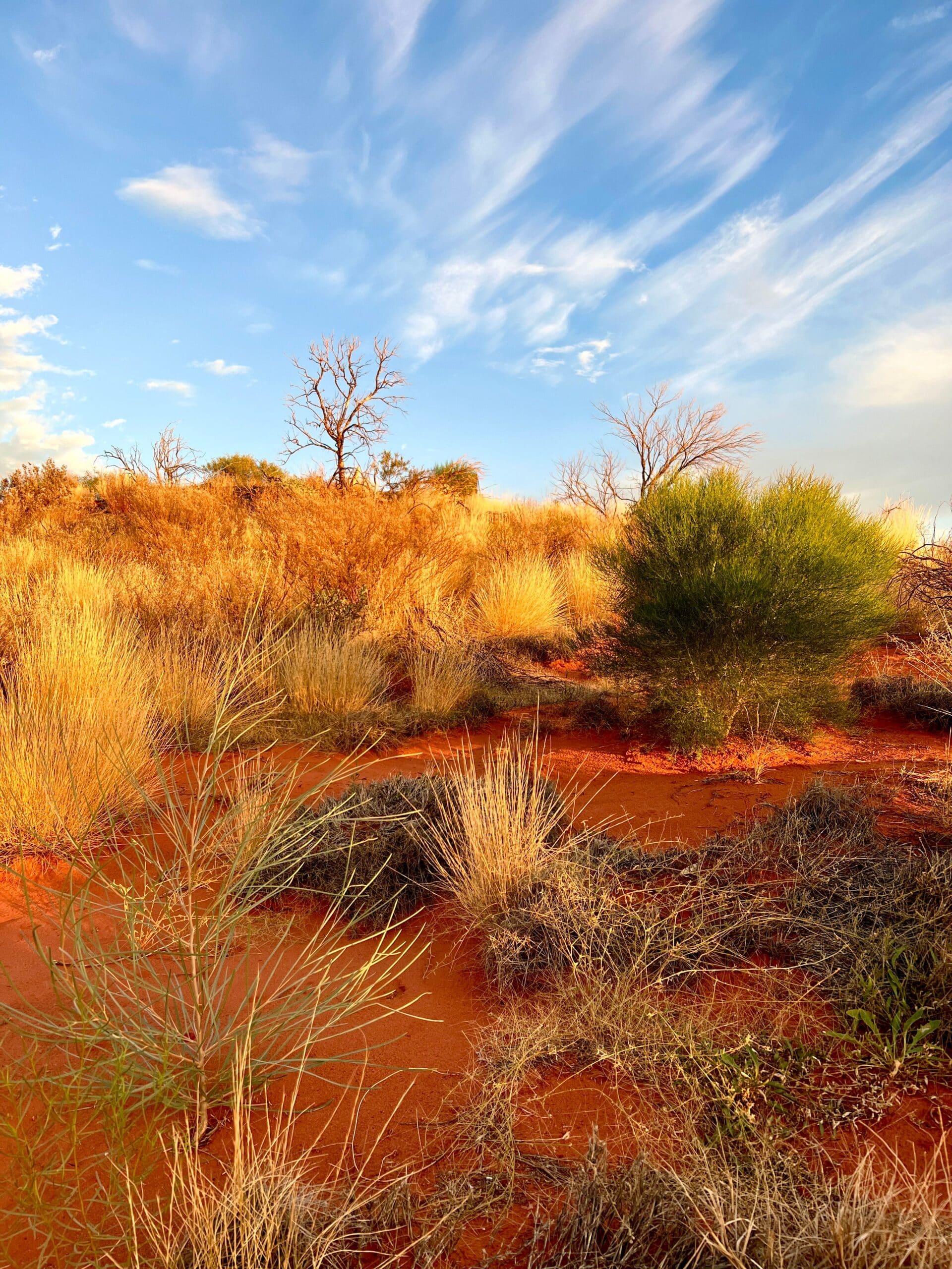 Aboriginal Adventures: A Journey into Dreamtime