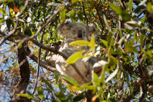 Wild Australia: Nature Tours That Bring You Closer to Wildlife