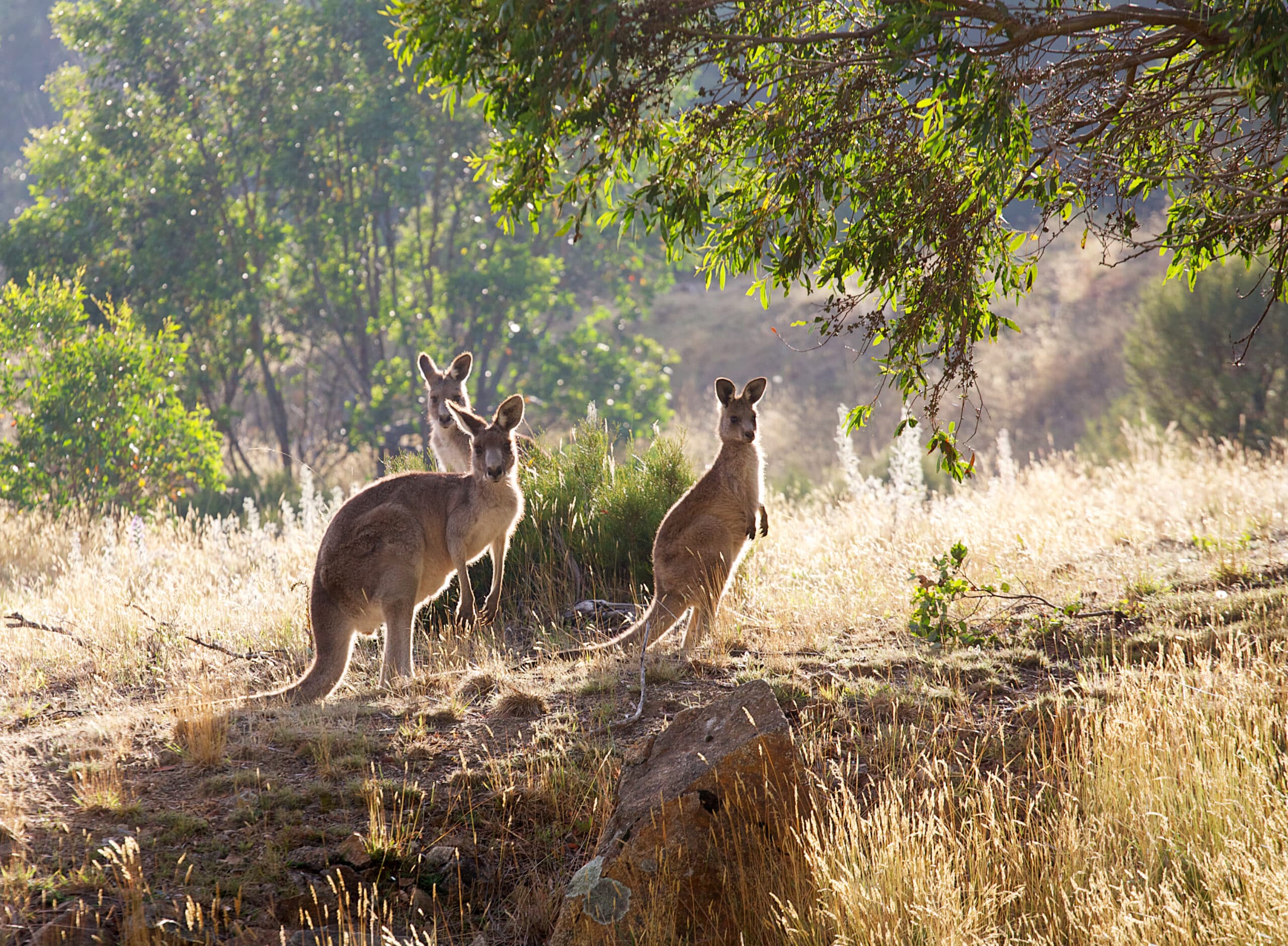 How to Make Your Campsite Wildlife-Proof